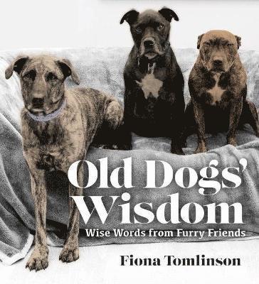 bokomslag OLD DOGS' WISDOM