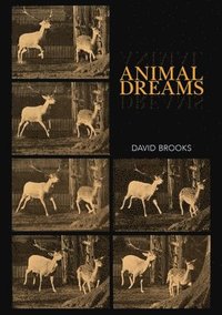 bokomslag Animal Dreams
