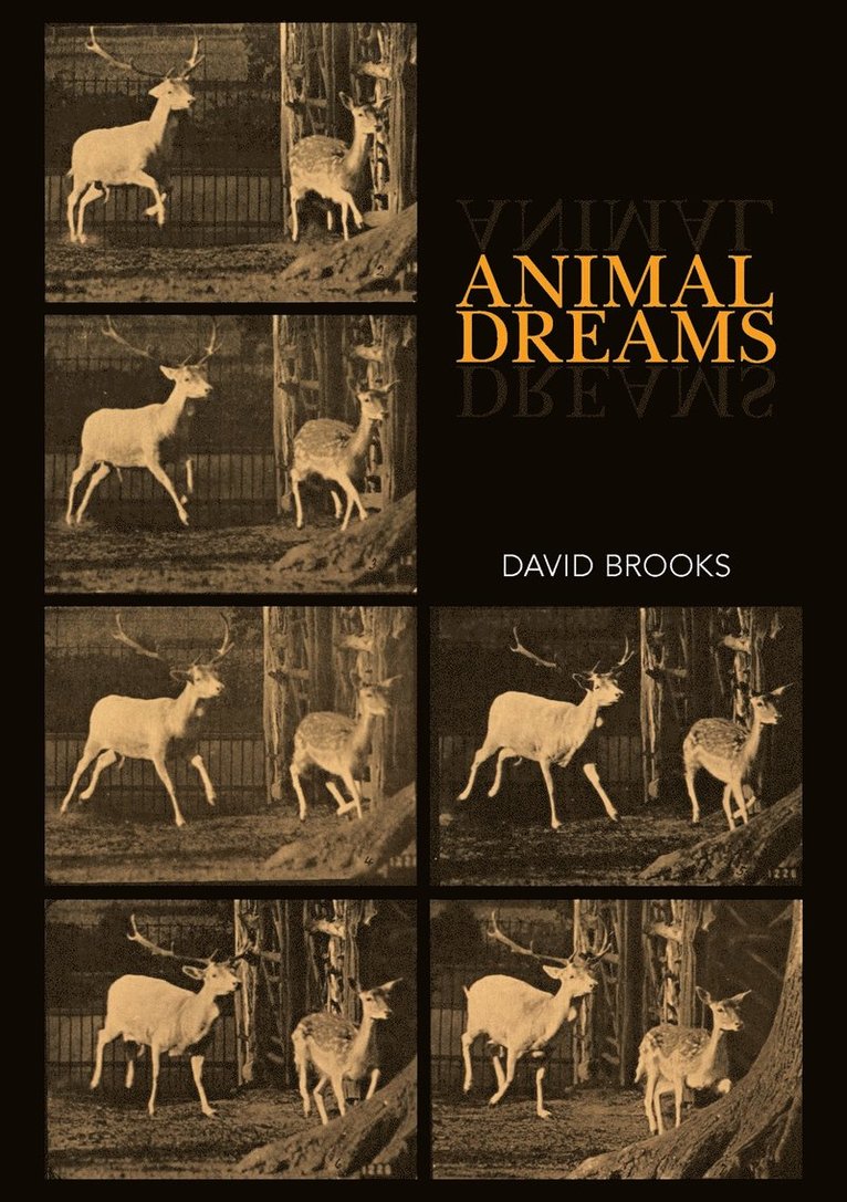 Animal Dreams