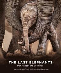 bokomslag The Last Elephants