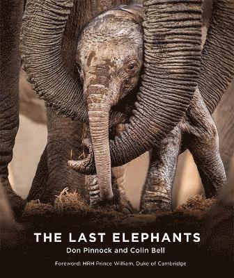 The Last Elephants 1