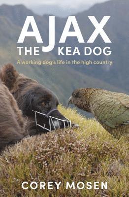 Ajax the Kea Dog 1