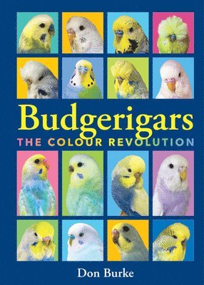 bokomslag Budgerigars