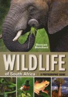 bokomslag Wildlife of South Africa