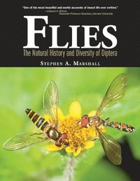 bokomslag Flies