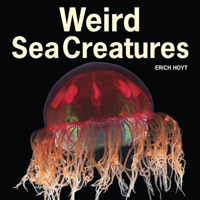 Weird Sea Creatures