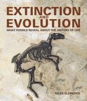 bokomslag Extinction and Evolution: What Fossils Reveal about the History of Life