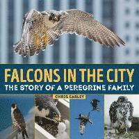 bokomslag Falcons in the City: The Story of a Peregine Family