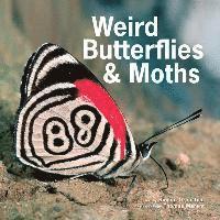 bokomslag Weird Butterflies and Moths