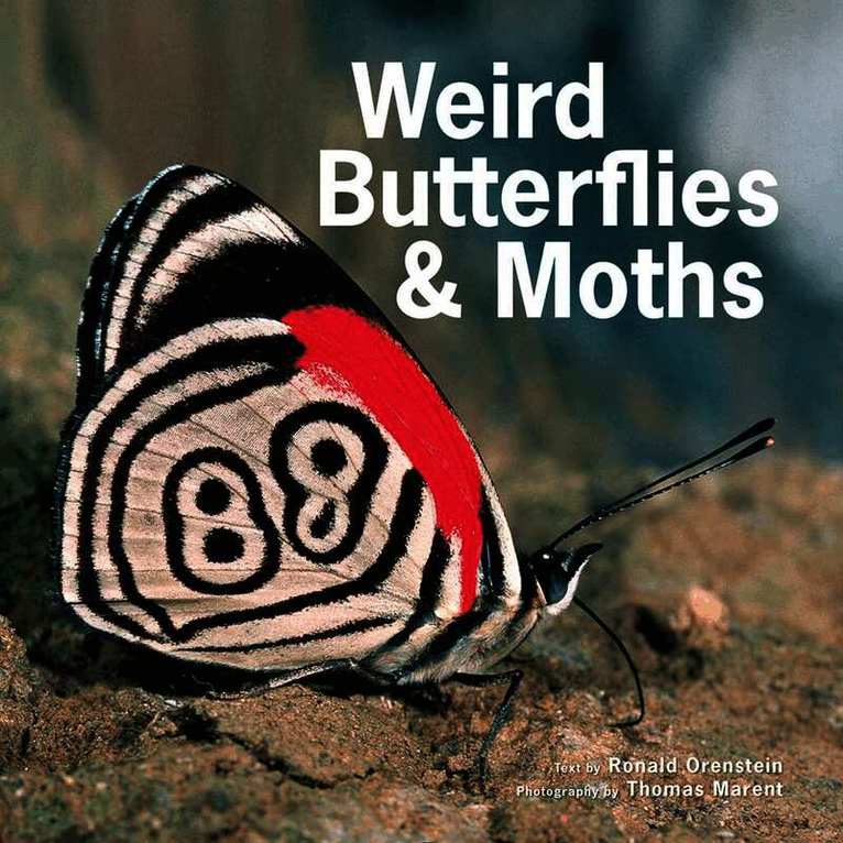 Weird Butterflies and Moths