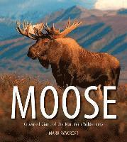 bokomslag Moose: Crowned Giant of the Northern Wilderness