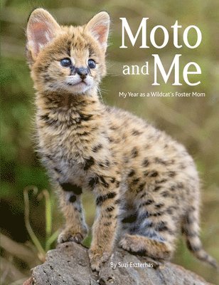 Moto and Me: My Year as a Wildcat's Foster Mom 1