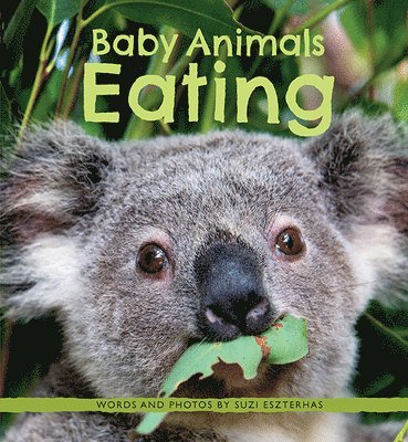 Baby Animals Eating 1