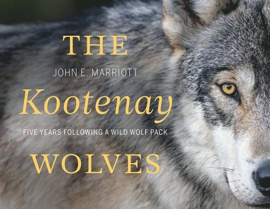 bokomslag Kootenay Wolves