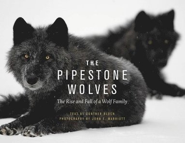bokomslag Pipestone Wolves