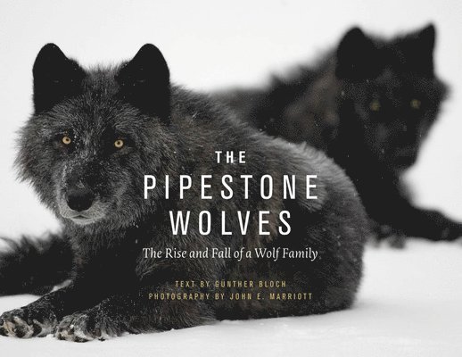 The Pipestone Wolves 1