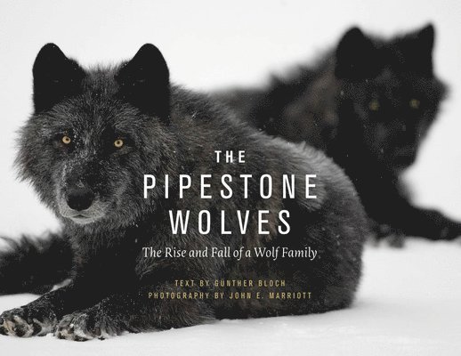 Pipestone Wolves
