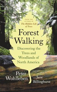bokomslag Forest Walking: Discovering the Trees and Woodlands of North America