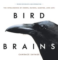 bokomslag Bird Brains