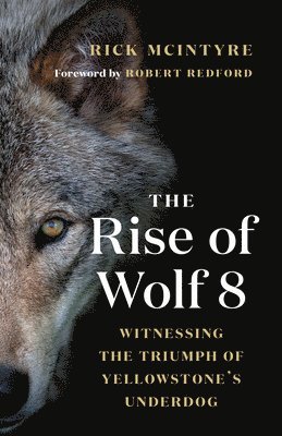 The Rise of Wolf 8 1