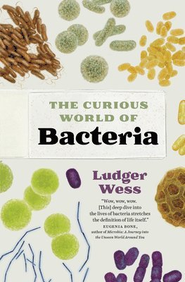 The Curious World of Bacteria 1
