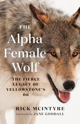 The Alpha Female Wolf 1