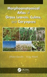 bokomslag Morphoanatomical Atlas of Grass Leaves, Culms, and Caryopses