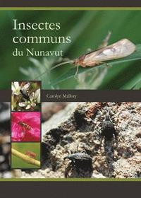 bokomslag Insectes communs du Nunavut