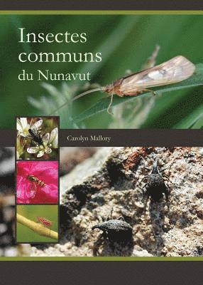 bokomslag Insectes communs du Nunavut