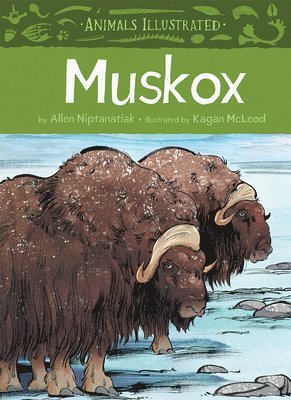 Animals Illustrated: Muskox 1