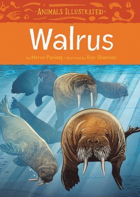 Animals Illustrated: Walrus 1