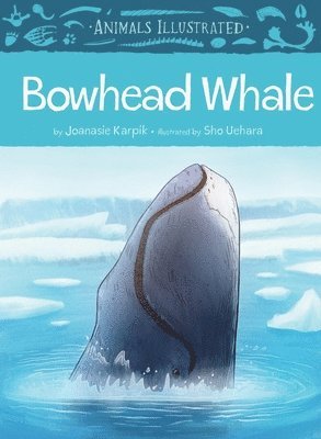 Animals Illustrated: Bowhead Whale 1