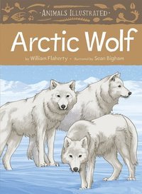 bokomslag Animals Illustrated: Arctic Wolf