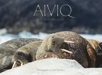 bokomslag Aiviq: Life With Walruses