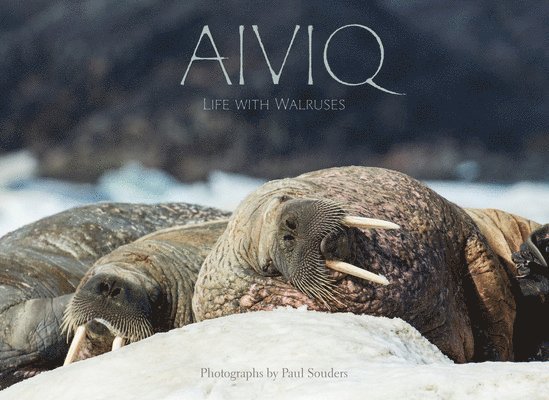 Aiviq: Life With Walruses 1