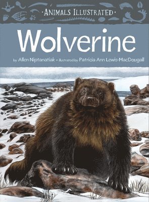 bokomslag Animals Illustrated: Wolverine