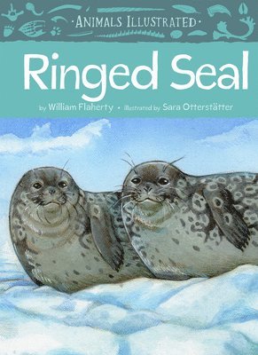 Animals Illustrated: Ringed Seal 1