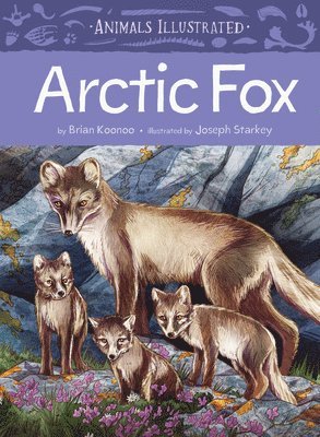 Animals Illustrated: Arctic Fox 1