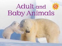 bokomslag Adult and Baby Animals