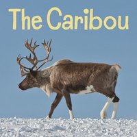 bokomslag The Caribou