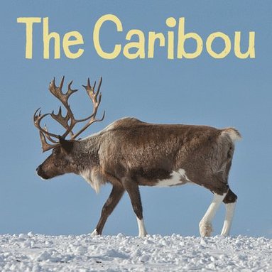 bokomslag The Caribou