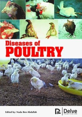 bokomslag Diseases of Poultry