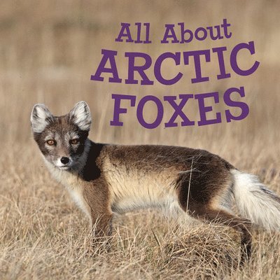 All About Arctic Foxes 1