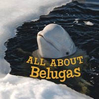 bokomslag All about Belugas