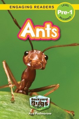 Ants 1