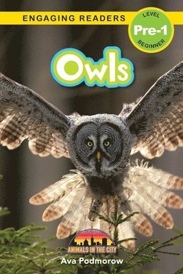 Owls 1