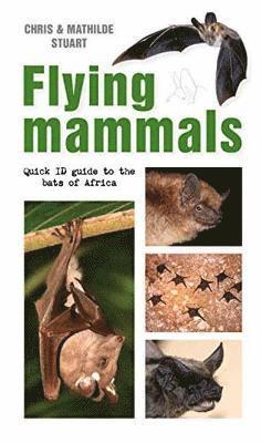 Flying Mammals