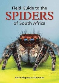 bokomslag Field Guide to the Spiders of South Africa