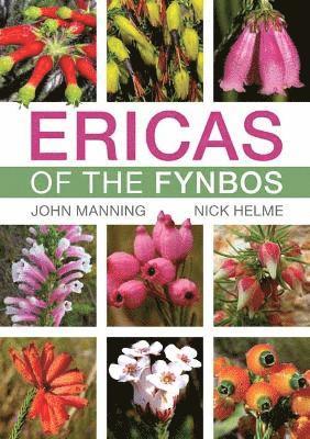 Ericas of the Fynbos 1