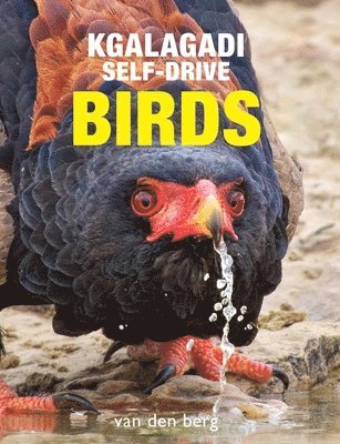 Kgalagadi Self-Drive Birds 1